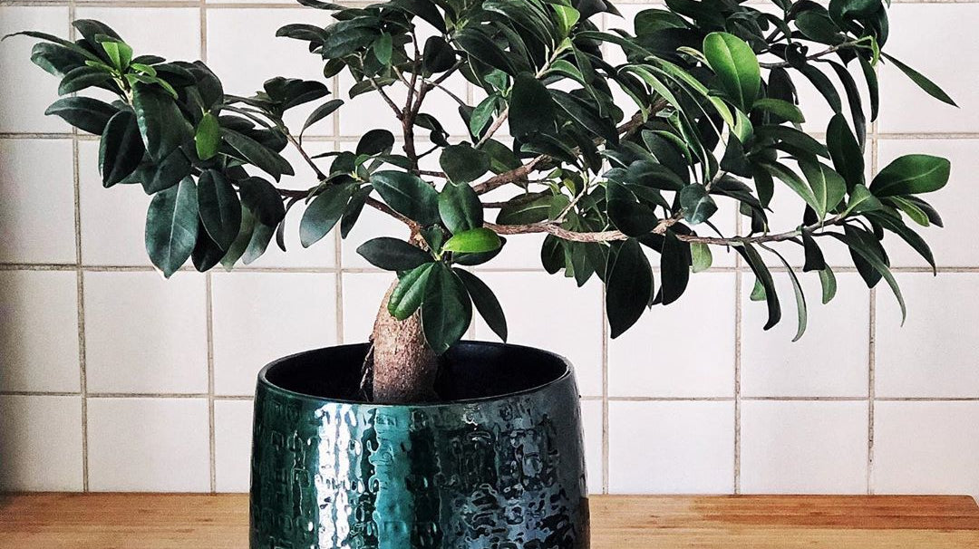 Urban Jungle - En septembre, Kaki s'invite à La Maison