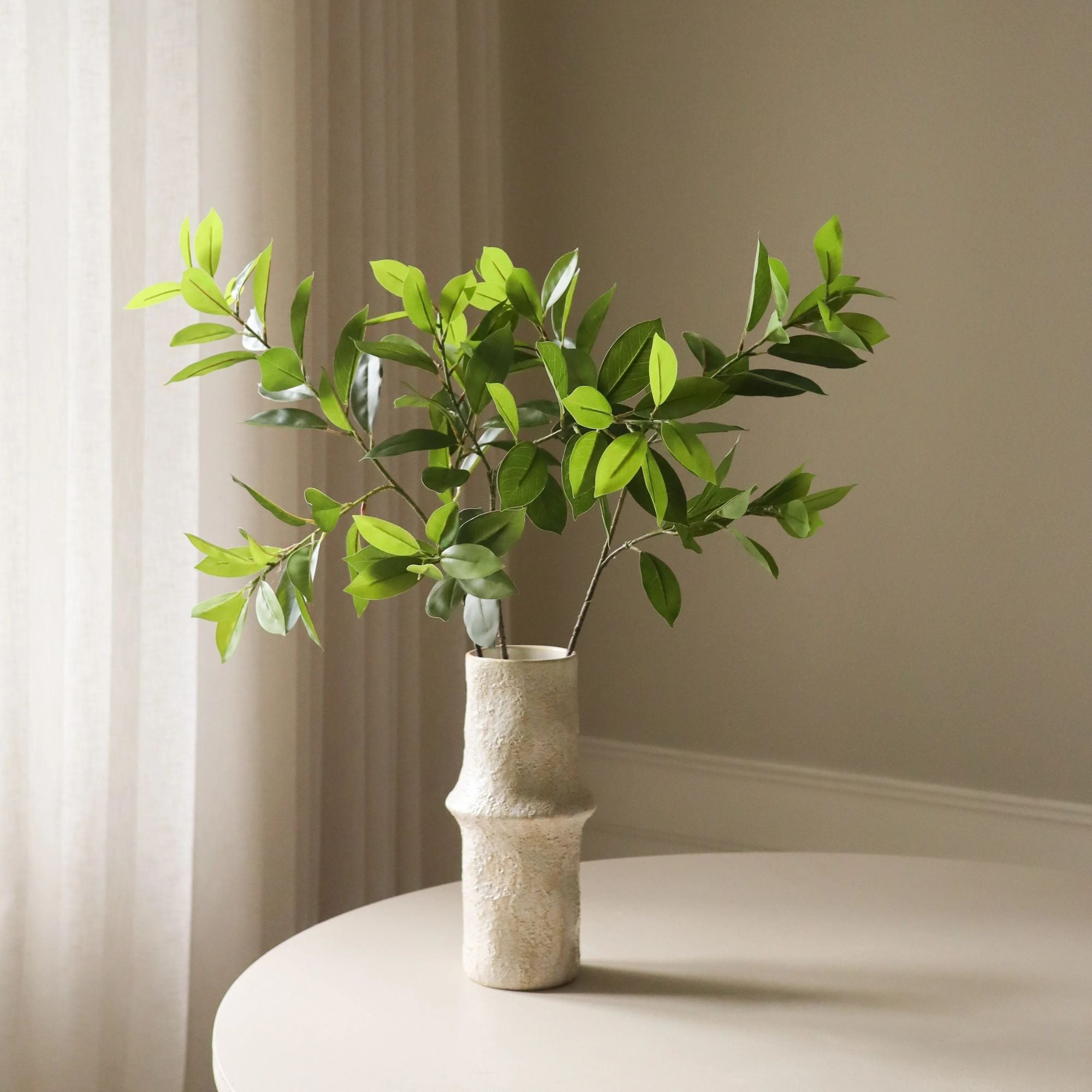 Botané, Feuilles de Ruscus - Vert