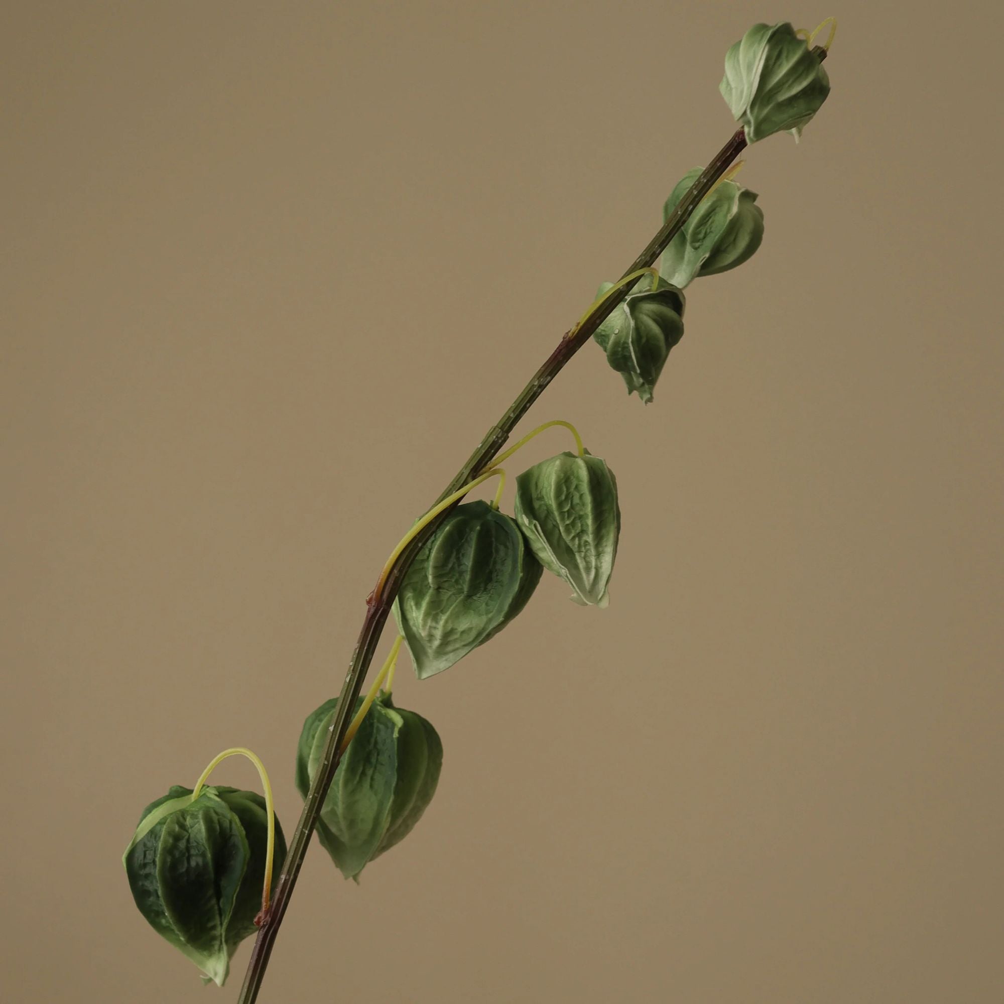 Botané, Physalis - Vert