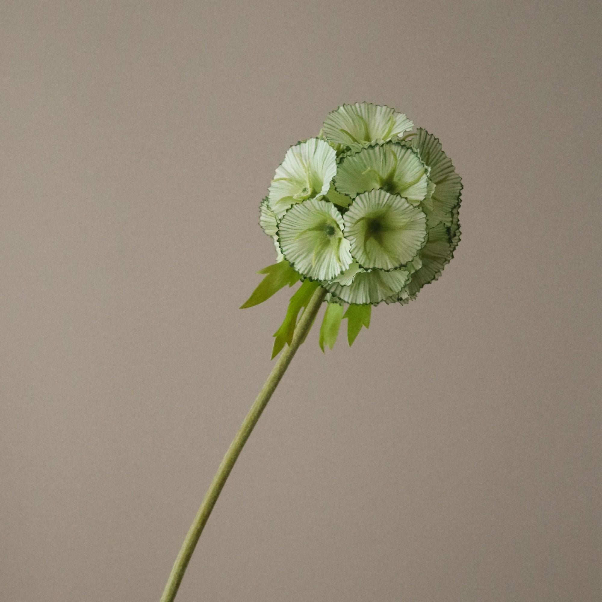 Botané, Scabiosa - Vert Clair