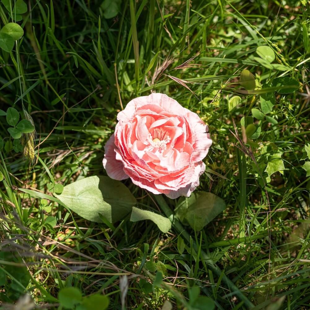 Flowrette, Camélia en papier -  Rose pâle