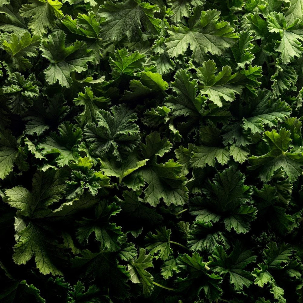 Marie Jeanne, Brume - Matcha