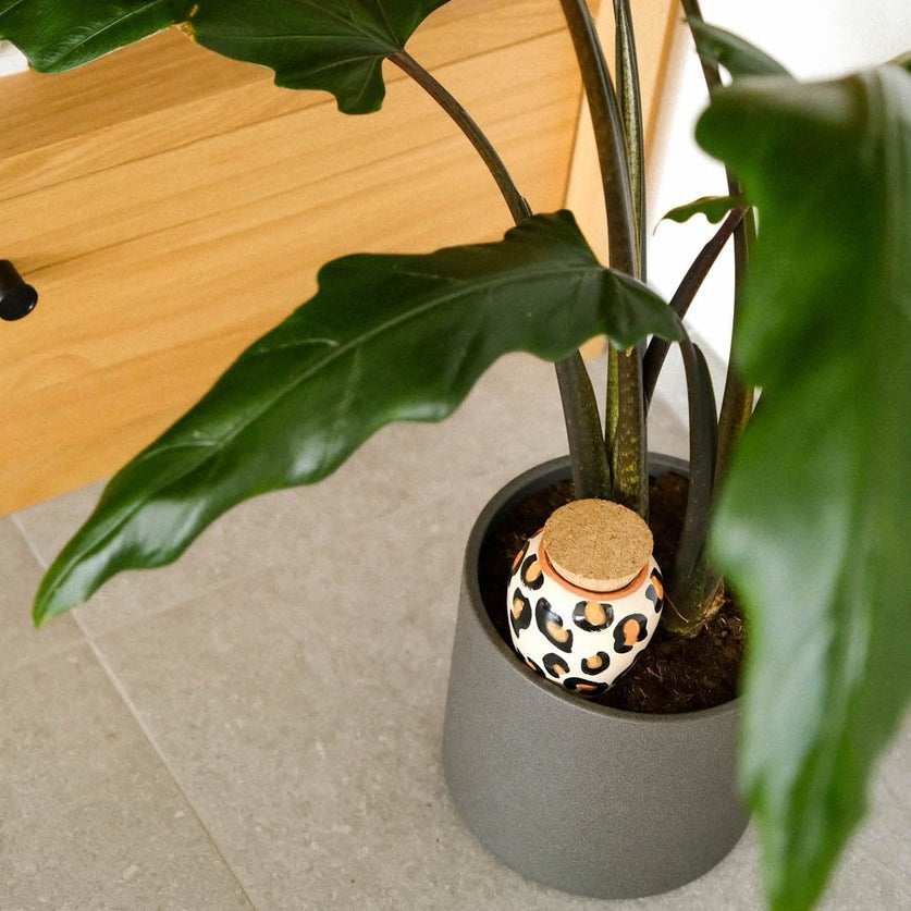 Pépin, Réservoir d'eau Olla - Léopard