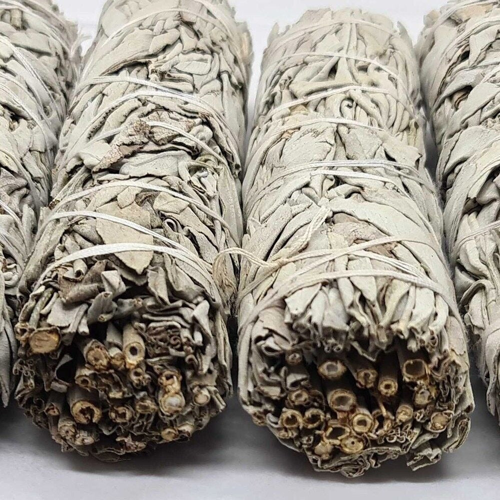 Sauge blanche purificatrice