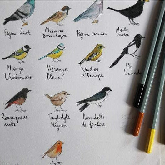 Ellimac Pinson, Petite carte A6 Oiseaux de Paris