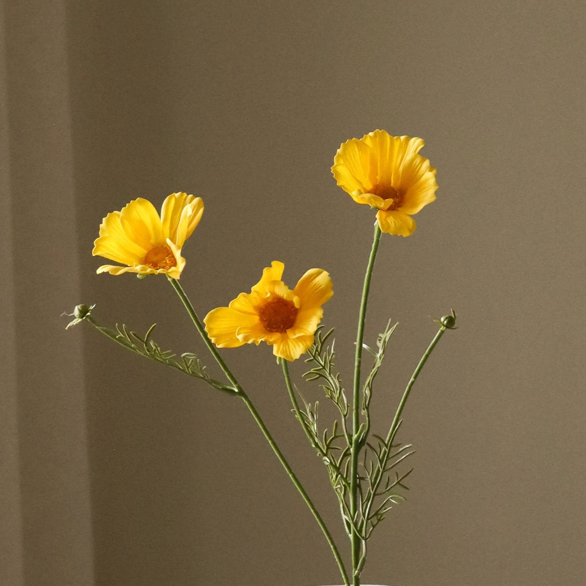 Botané, Cosmos - Jaune