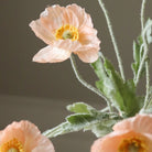 Botané, Fleur de Pavot - Corail