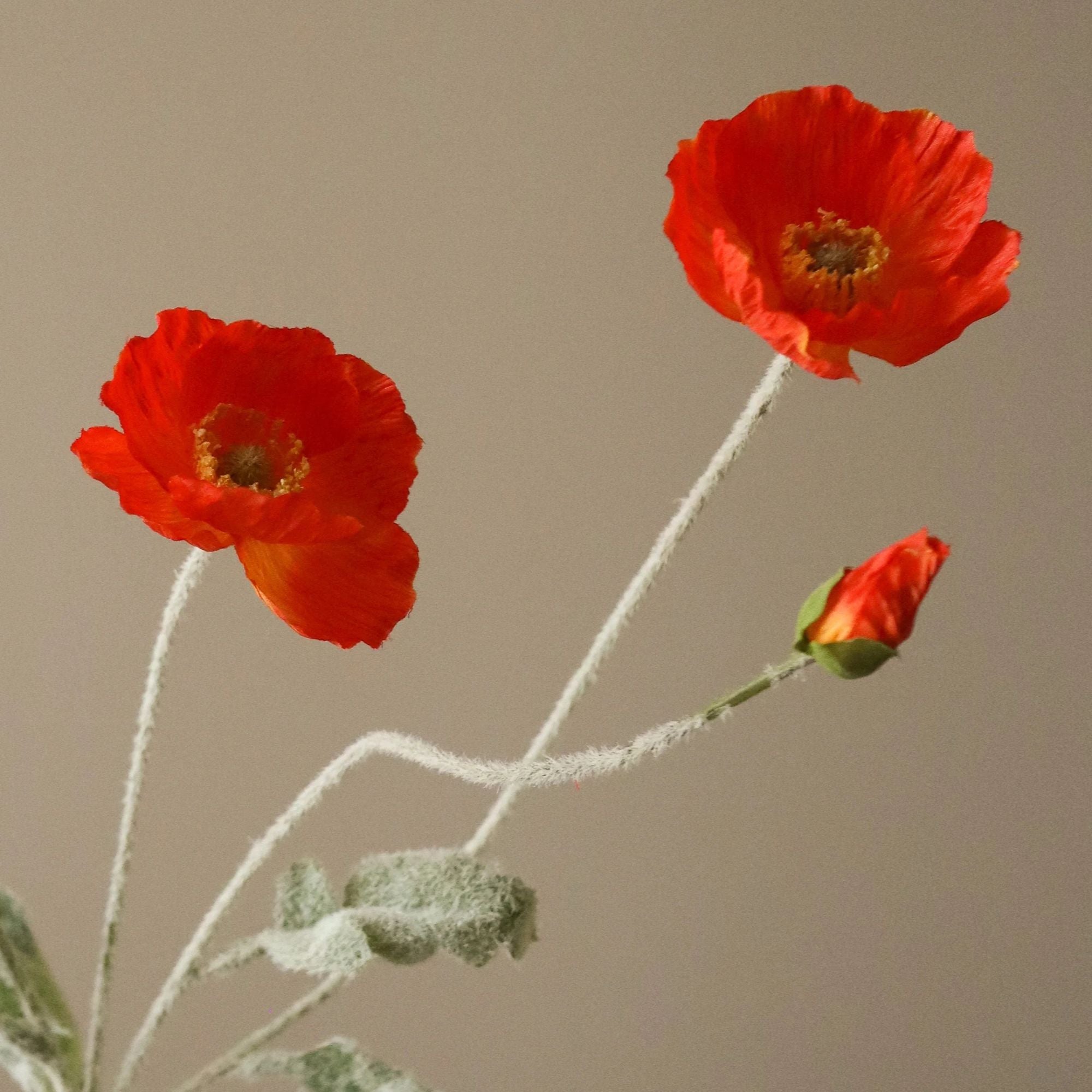 Botané, Fleur de Pavot - Orange foncé