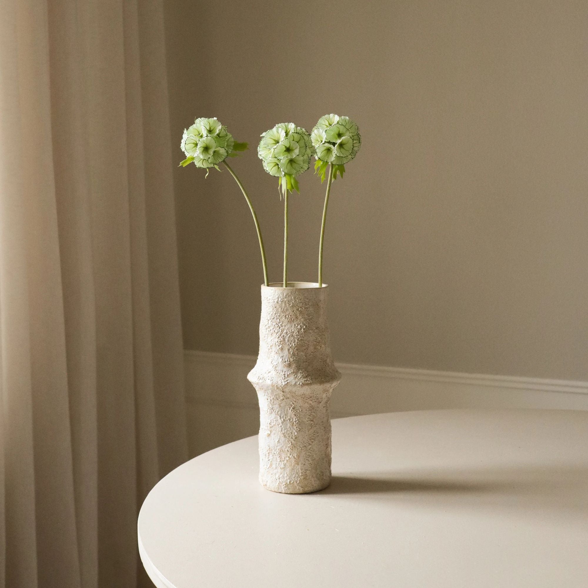 Botané, Scabiosa - Vert Clair