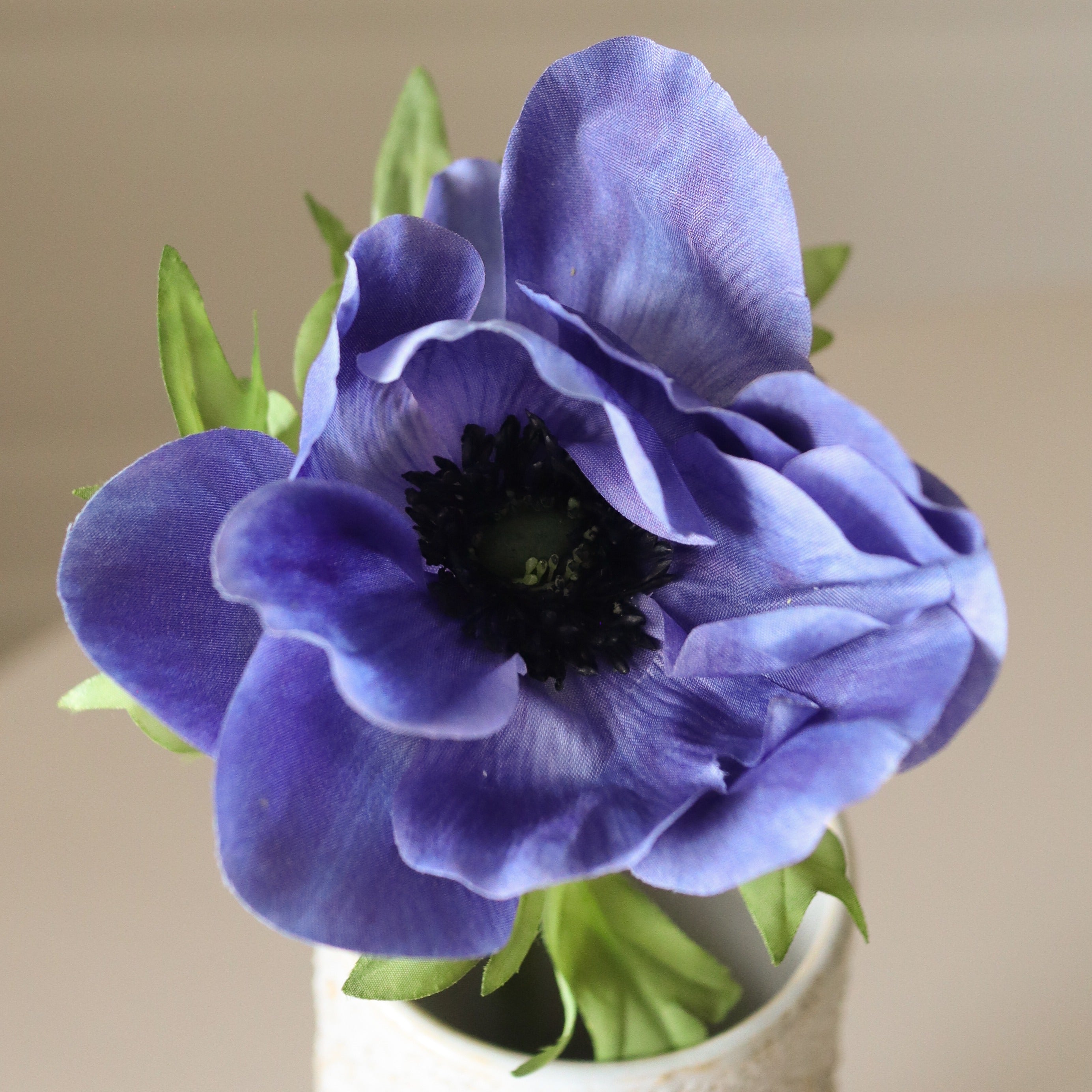 Botané, Anémone - Bleue