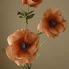 Botané, Anémone - Champagne