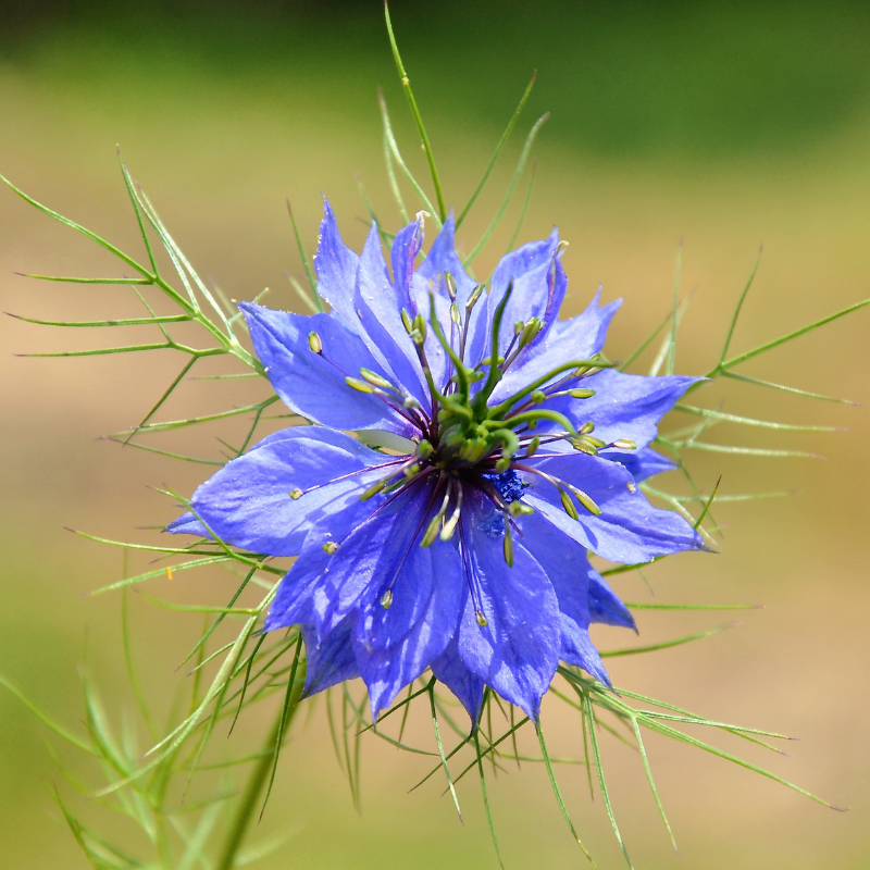 La Fabrique à Sachets, Sachet de graines de Nigelle de damas - Un très grand merci